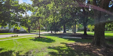 Park trees