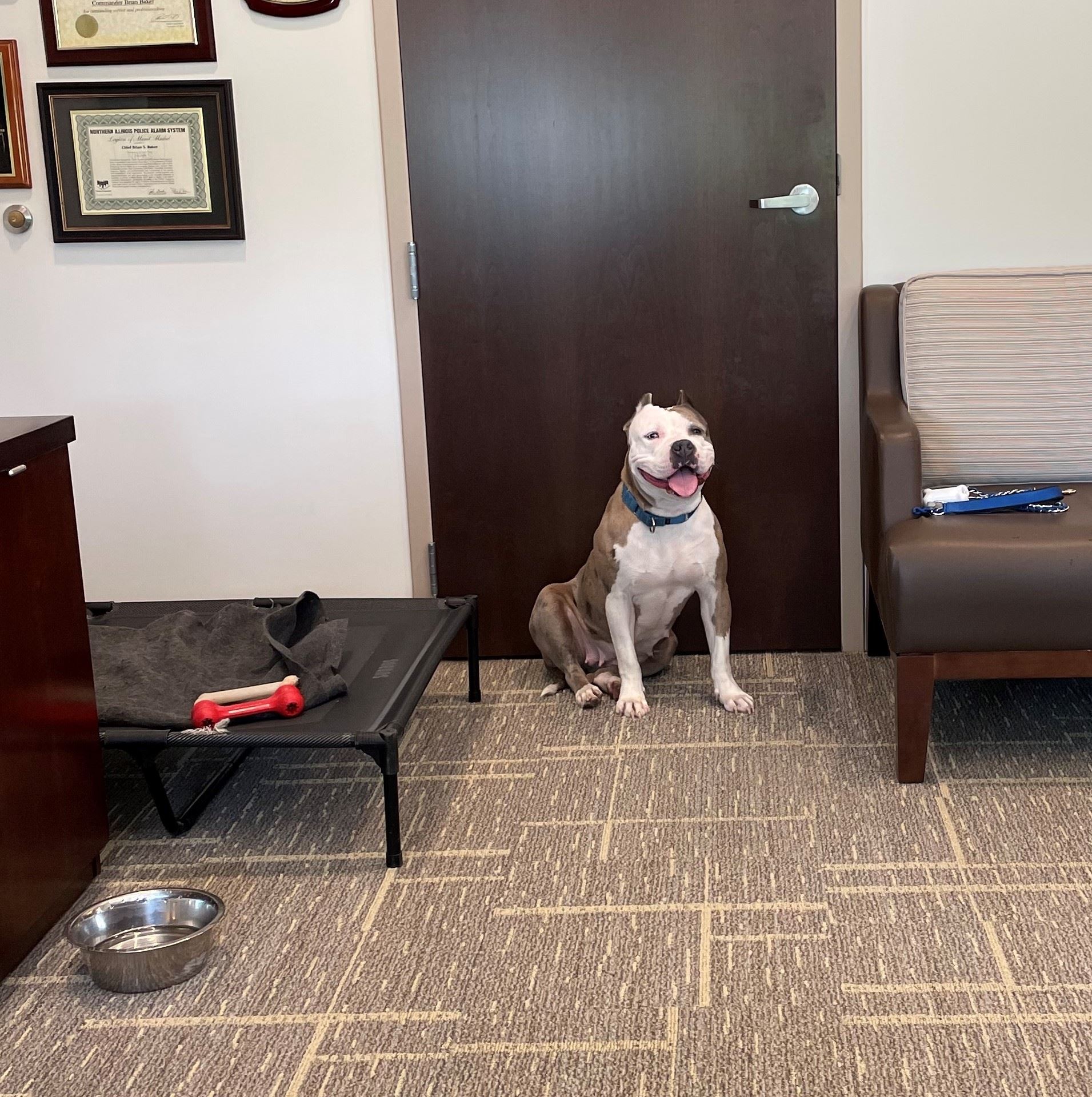America the Dog in Chief Baker's office