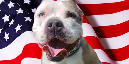 America the dog poses with an American flag in the background